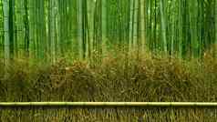 绿色竹子植物森林日本Zen花园