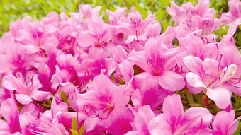 粉红色的开花花卉绿色植物户外装饰
