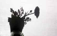 影子花毛茛属植物玫瑰花盆窗台上抽象复制空间单色黑色的白色