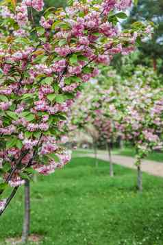 公园小巷年轻的树盛开的粉红色的樱花乌克兰基辅