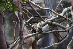 集团猴子动物园坐着树玩