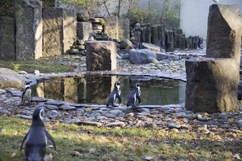 企鹅动物园美丽的秋天天气