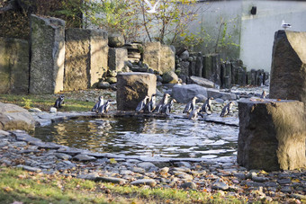 企鹅动物园美丽的秋天天气
