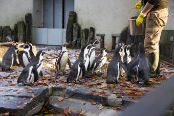 喂养企鹅企鹅喂养时间男人。喂养企鹅动物园