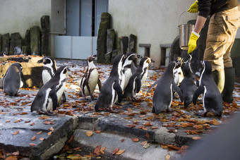 喂养企鹅企鹅喂养时间男人。喂养企鹅动物园