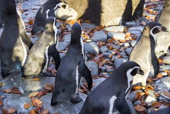 <strong>企鹅动物</strong>园美丽的秋天天气