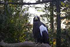 关闭黑色的鹰白色颜色翼坐着相机树背景