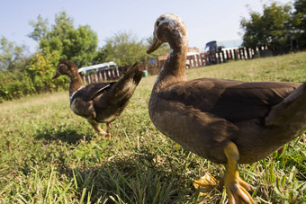 鸭子走绿色草坪上鸭子走绿色草坪上农场关闭鸭子