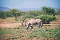 东非洲大羚羊阿瓦什埃塞俄比亚野生动物