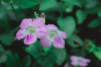 小长春花植物文卡花- - - - - -Catharanthusroseus也叫lochnera罗塞亚乐观小长春花小长春花粉红色的花味蕾关闭色彩斑斓的小长春花花植物