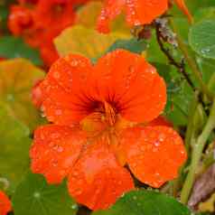 红色的旱金莲金莲花属植物花露水滴花园