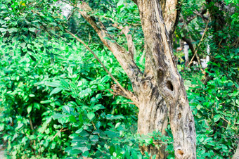 洞树树干分支植物树皮鸟动物巢关闭绿色莫斯热带森林环境背景动物野生动物自然环境保护前面视图国家发现公园