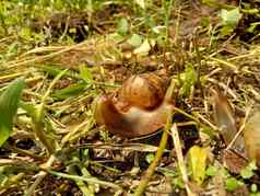 蜗牛贝基科特阿查蒂纳Fulica非洲巨大的蜗牛阿查蒂娜marginata自然背景