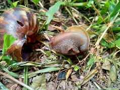 蜗牛贝基科特阿查蒂纳Fulica非洲巨大的蜗牛阿查蒂娜marginata自然背景