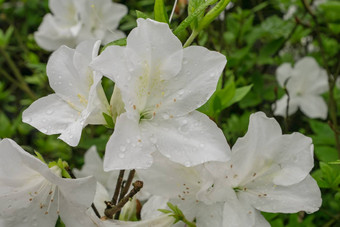 美丽的白色杜鹃花花植物花园