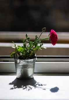 花红色的毛茛属植物flowerpot-bucket窗台上阳光模糊影子复制空间
