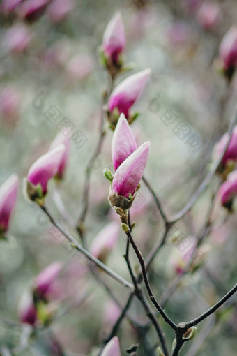 背景粉红色的木兰味蕾树