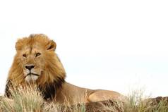 狮子荒野非洲