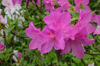 美丽的粉红色的<strong>杜鹃花</strong>花植物花园