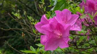 美丽的粉红色的杜鹃花花植物花园