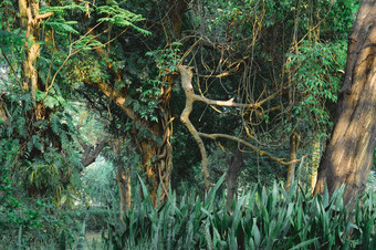 万圣节冬天丛林热带热带雨林秋天绿色植物森林林地环境自然幻想摄影背景五彩缤纷的图片框架