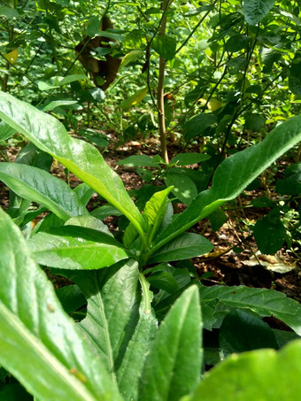 松楚斯阿文西斯常年播种场牛奶蓟场苦菜常年苣苦菜玉米播种蓟震颤古特草猪蓟树播种蓟有益的伤口癌症咳嗽