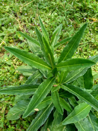 松楚斯阿文西斯常年<strong>播</strong>种场牛奶蓟场苦菜常年苣苦菜玉米<strong>播</strong>种蓟震颤古特草猪蓟树<strong>播</strong>种蓟有益的伤<strong>口</strong>癌症咳嗽