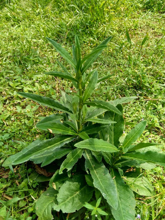 松楚斯阿文西斯常年播种场牛奶蓟场苦菜常年苣苦菜玉米播种蓟震颤古特草猪蓟树播种蓟有益的伤口癌症咳嗽