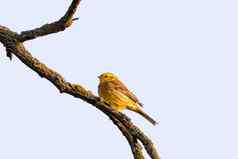 鸟金翼啄木鸟欧洲野生动物