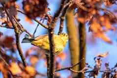 鸟金翼啄木鸟欧洲野生动物