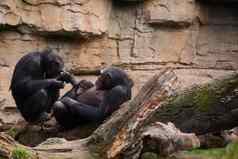 女黑猩猩有爱心的小腿母亲的爱