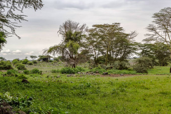 非洲热带景观安博塞利