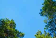 绿色枞树形分支机构天空