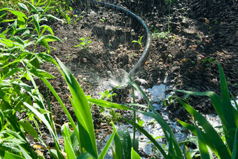 灌溉系统花园