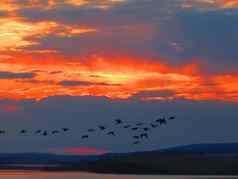 飞行群鸟背景红橙色日落