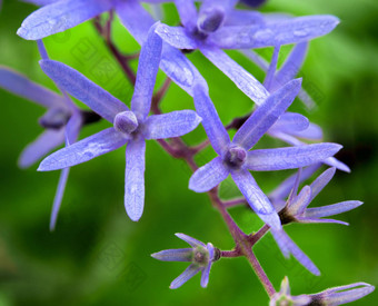 关闭花<strong>紫色</strong>的<strong>花环</strong>砂纸他来了