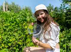 黑色的醋栗浆果植物布什灌木俄罗斯乌克兰花园别墅农场女人手挑选持有水果桶篮子