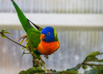 前面特写镜<strong>头彩</strong>虹吸蜜鹦鹉树色彩斑斓的热带鸟specie澳大利亚