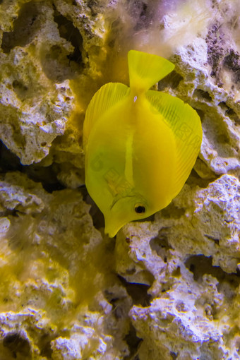 黄色的唐鱼特写镜头受欢迎的鱼水产养殖热带鱼specie夏威夷