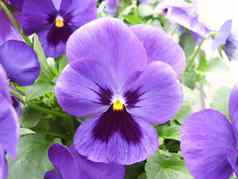 紫色的花三色紫罗兰特写镜头色彩斑斓的堇型花花