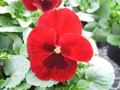 红色的黑色的花三色紫罗兰特写镜头色彩斑斓的堇型花花