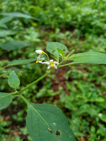 茄属植物nigrum黑色的晚上阴影染色伦卡黑莓茄属植物欧洲黑色的晚上阴影自然背景