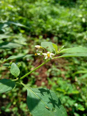 茄属<strong>植物</strong>nigrum黑色的晚上阴影<strong>染</strong>色伦卡黑莓茄属<strong>植物</strong>欧洲黑色的晚上阴影自然背景