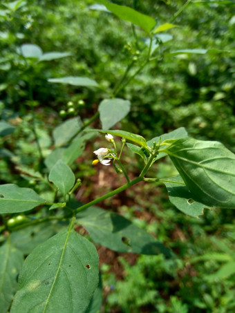 茄属植物nigrum黑色的晚上阴影染色伦卡黑莓茄属植物欧洲黑色的晚上阴影自然背景