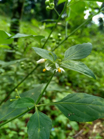 茄属植物nigrum黑色的晚上阴影染色伦卡黑莓茄属植物欧洲黑色的晚上阴影自然背景