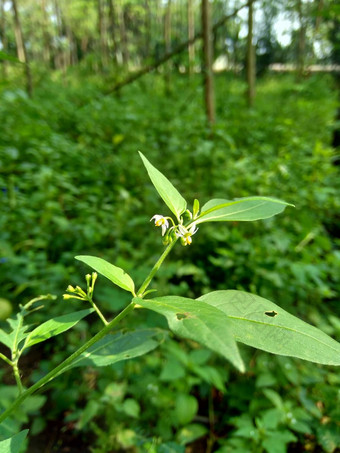 茄属植物nigrum黑色的晚上阴影染色伦卡黑莓茄属植物欧洲黑色的晚上阴影自然背景