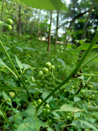 茄属植物nigrum黑色的晚上阴影染色伦卡黑莓茄属植物欧洲黑色的晚上阴影自然背景