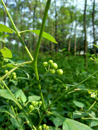 茄属植物nigrum黑色的晚上阴影染色伦卡黑莓茄属植物欧洲黑色的晚上阴影自然背景