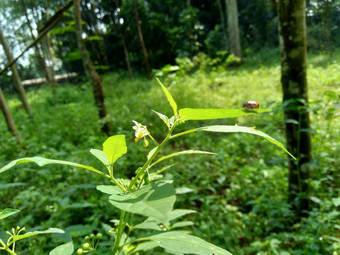 茄属植物nigrum黑色的晚上阴影染色伦卡黑莓茄属植物欧洲黑色的晚上阴影自然背景