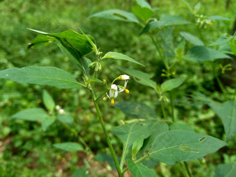 茄属植物nigrum黑色的晚上阴影染色伦卡黑莓茄属植物欧洲黑色的晚上阴影自然背景